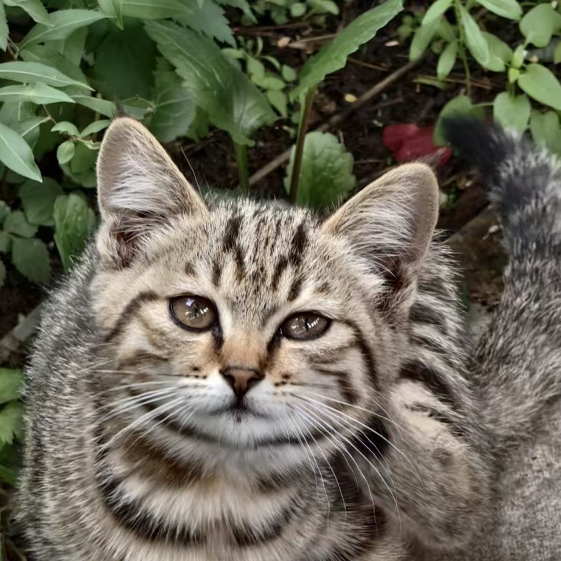 猫猫