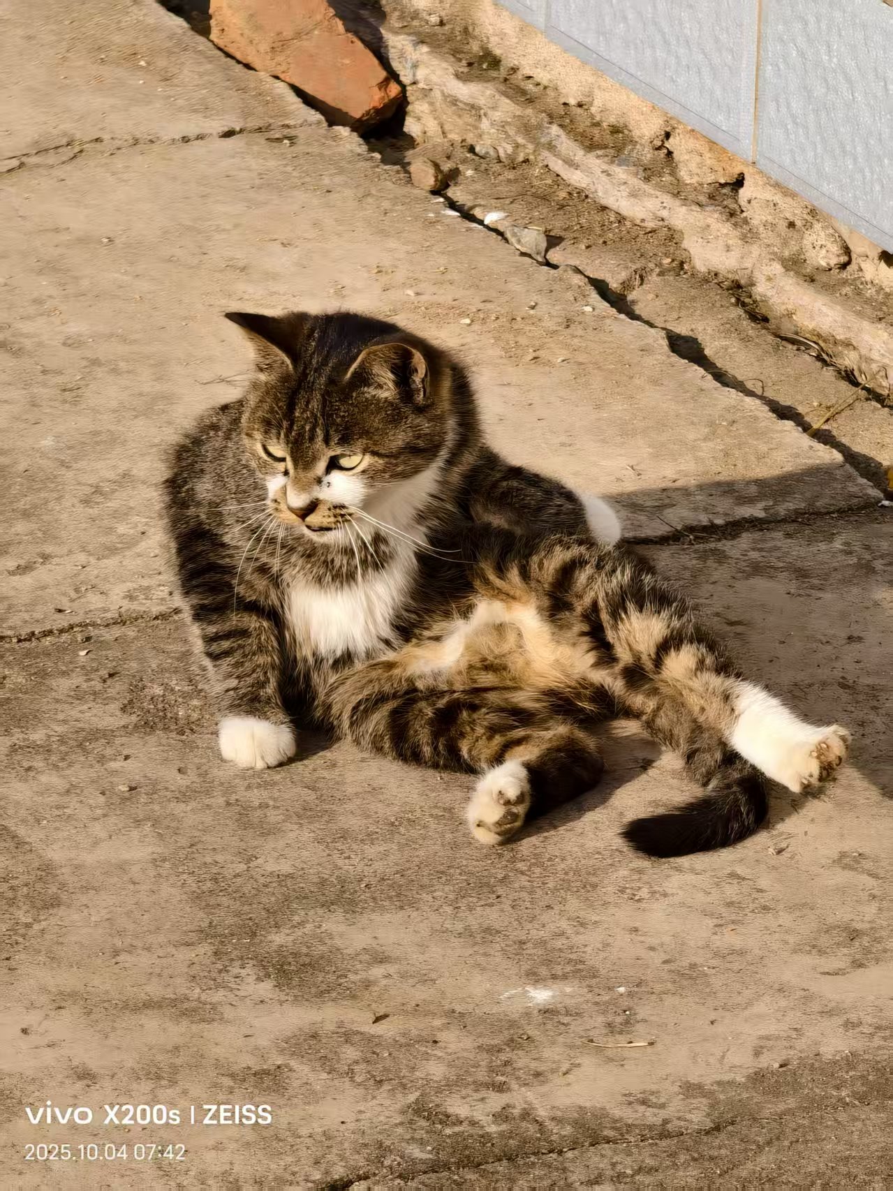cat00003.jpg